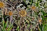 Carlina hispanica