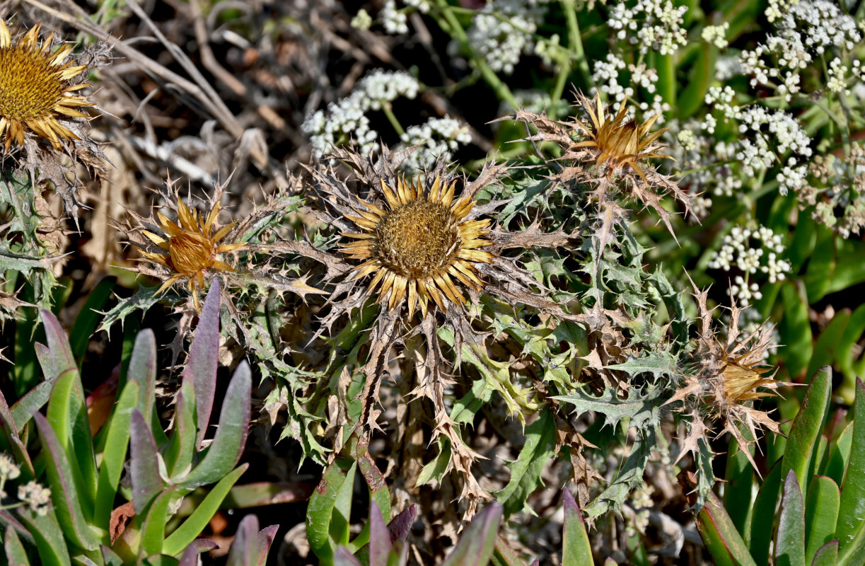 Image of Carlina hispanica specimen.