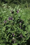 Symphytum officinale. Верхушка цветущего растения. С.-Петербург, Петергоф, Луговой парк, луг. 07.06.2026.