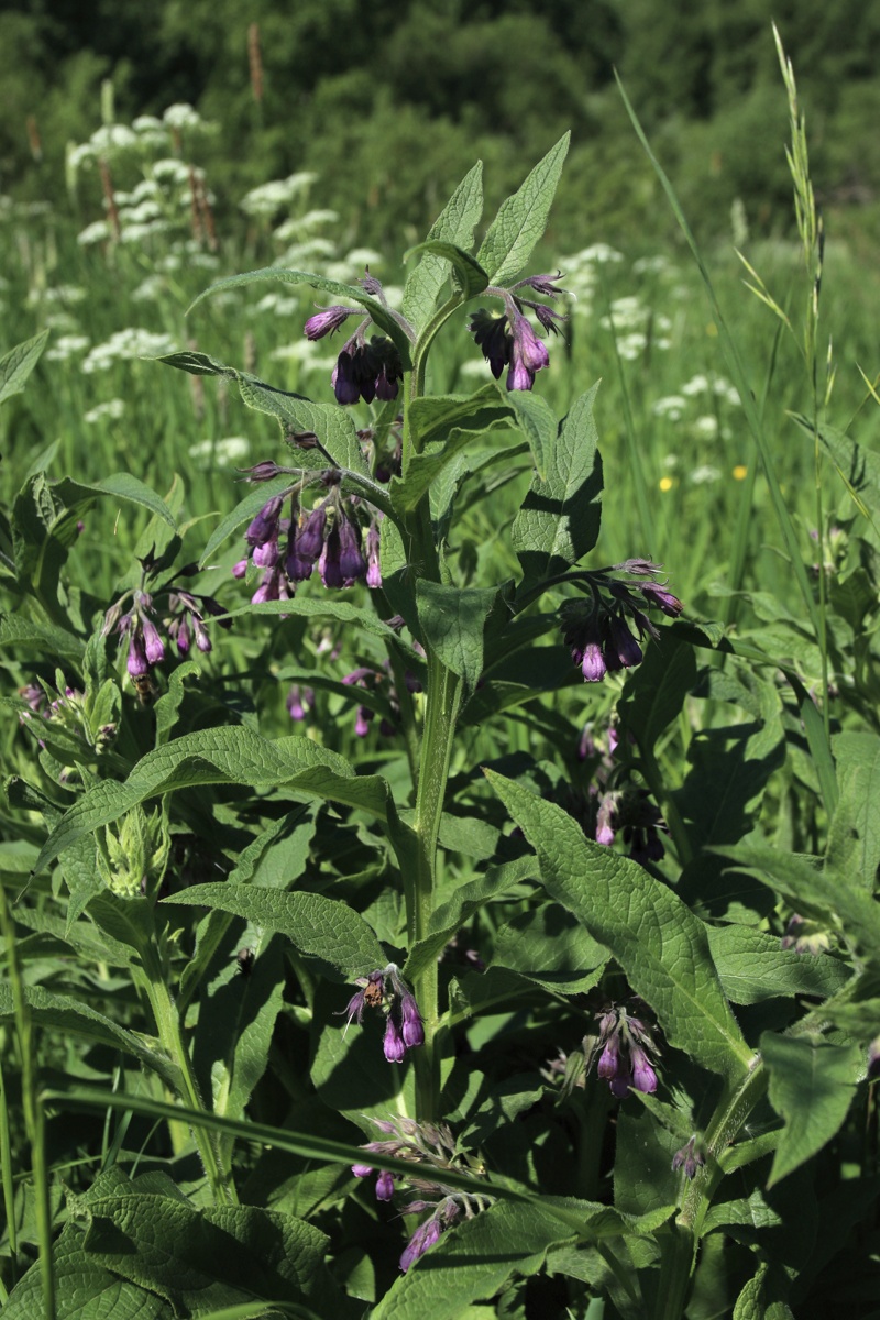 Изображение особи Symphytum officinale.
