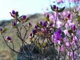 Rhododendron ledebourii