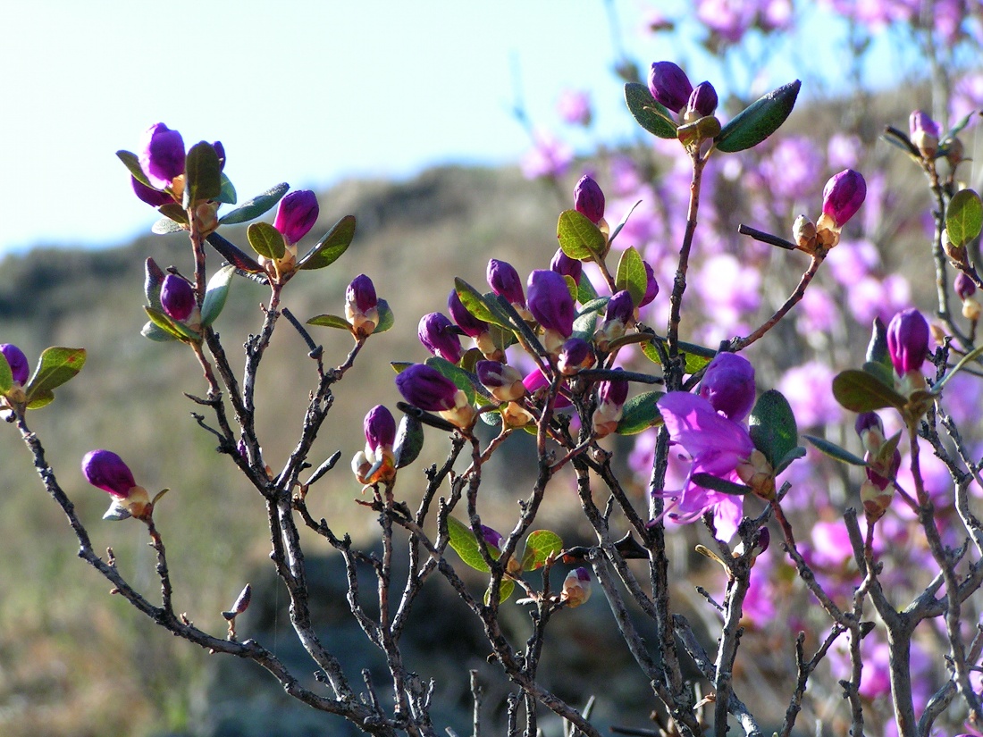 Изображение особи Rhododendron ledebourii.