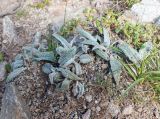 Saussurea vyschinii