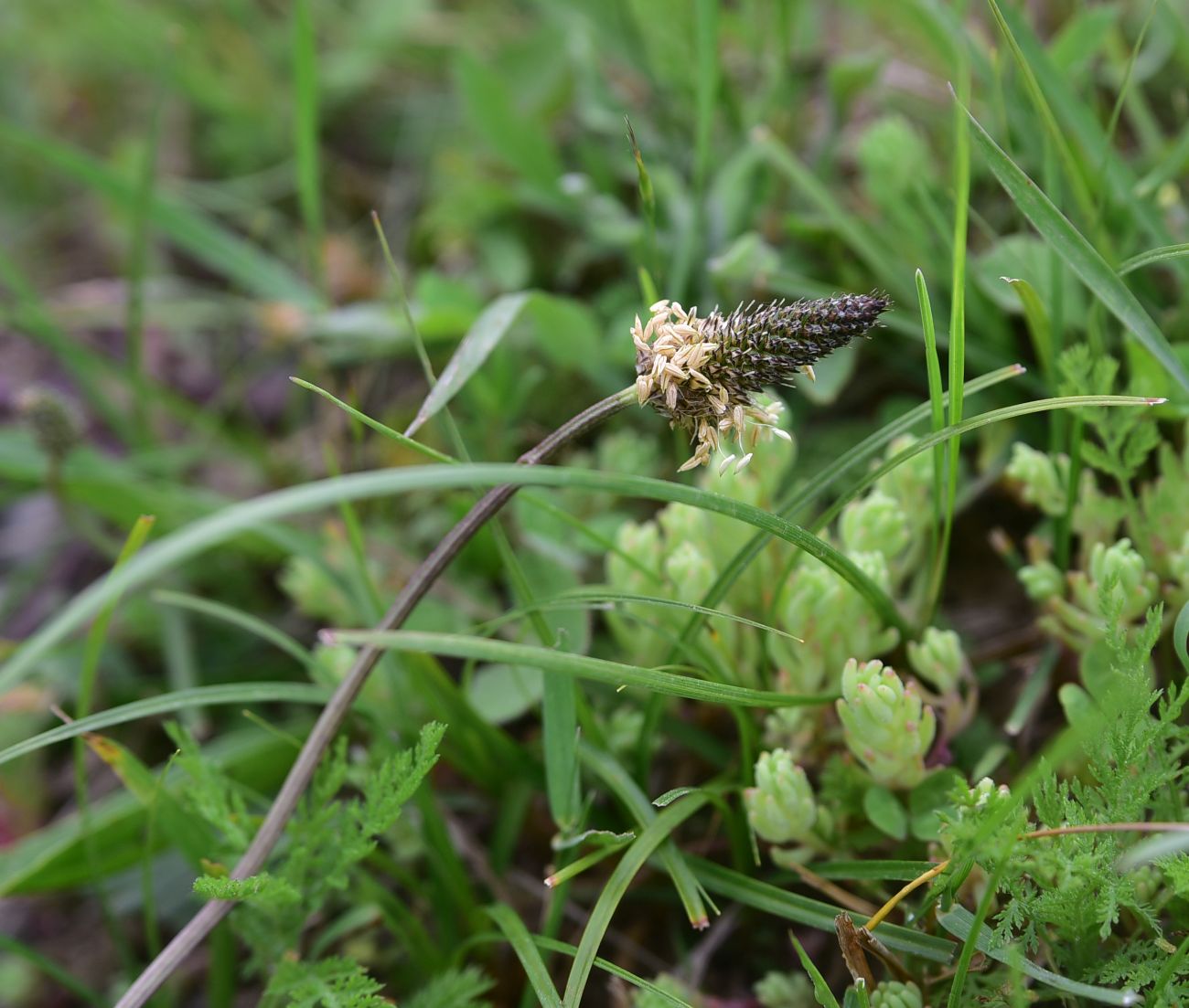 Изображение особи род Plantago.