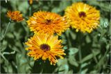Calendula officinalis. Соцветия (махровая форма). Московская обл., Раменский р-н, окр. дер. Хрипань, садовый участок. 17.07.2026.