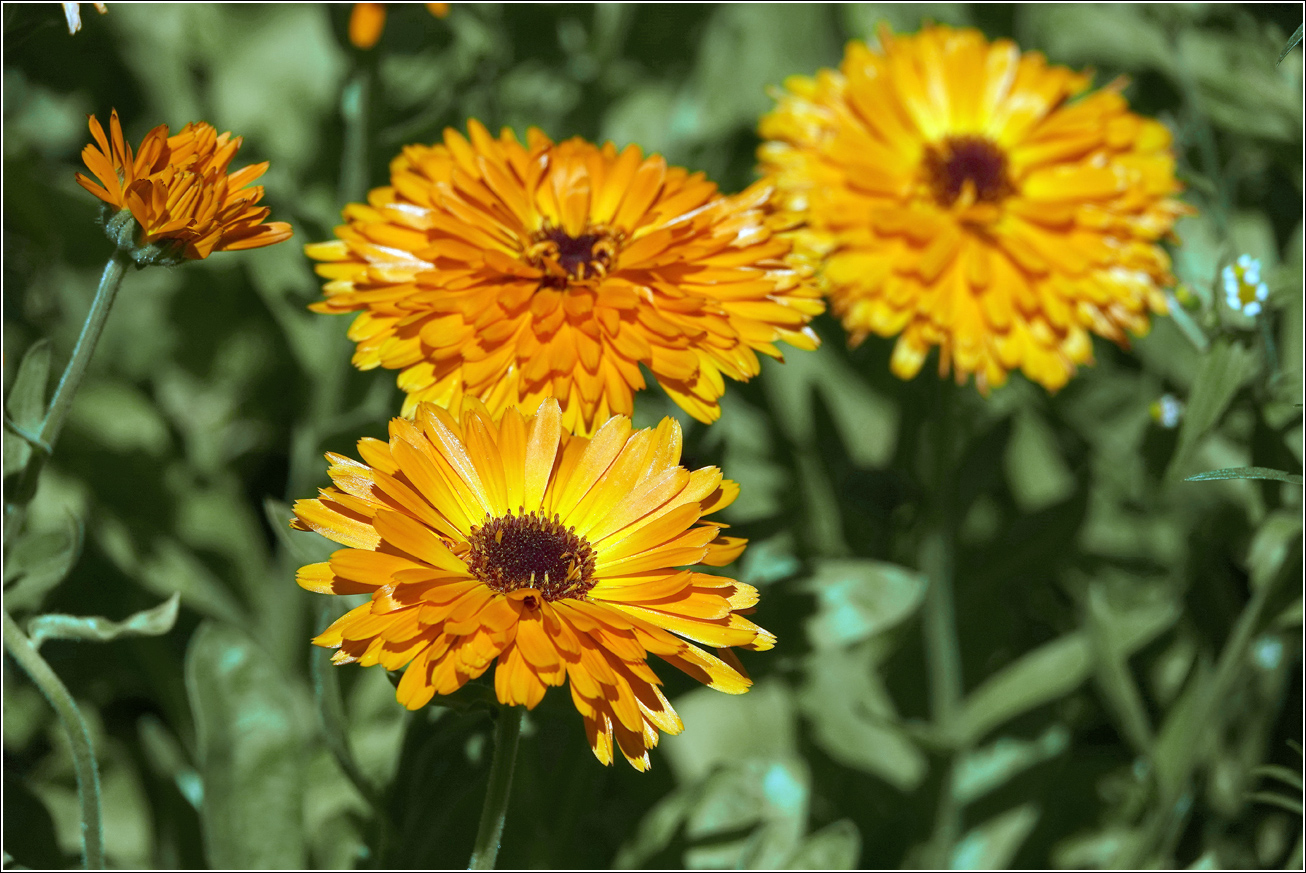 Изображение особи Calendula officinalis.
