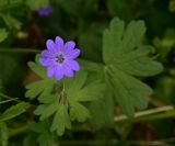 genus Geranium