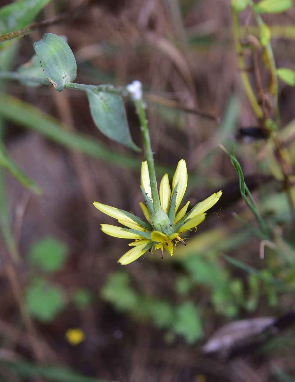 Изображение особи род Tragopogon.