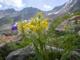 Pedicularis condensata. Верхушка побега с соцветием. Кабардино-Балкария, Черекский р-н, дол. р. Туранашки, ≈ 2800 м н.у.м., моренные отложения. 28.07.2026.