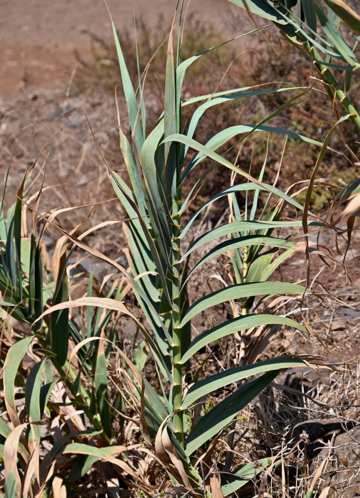 Изображение особи Arundo donax.