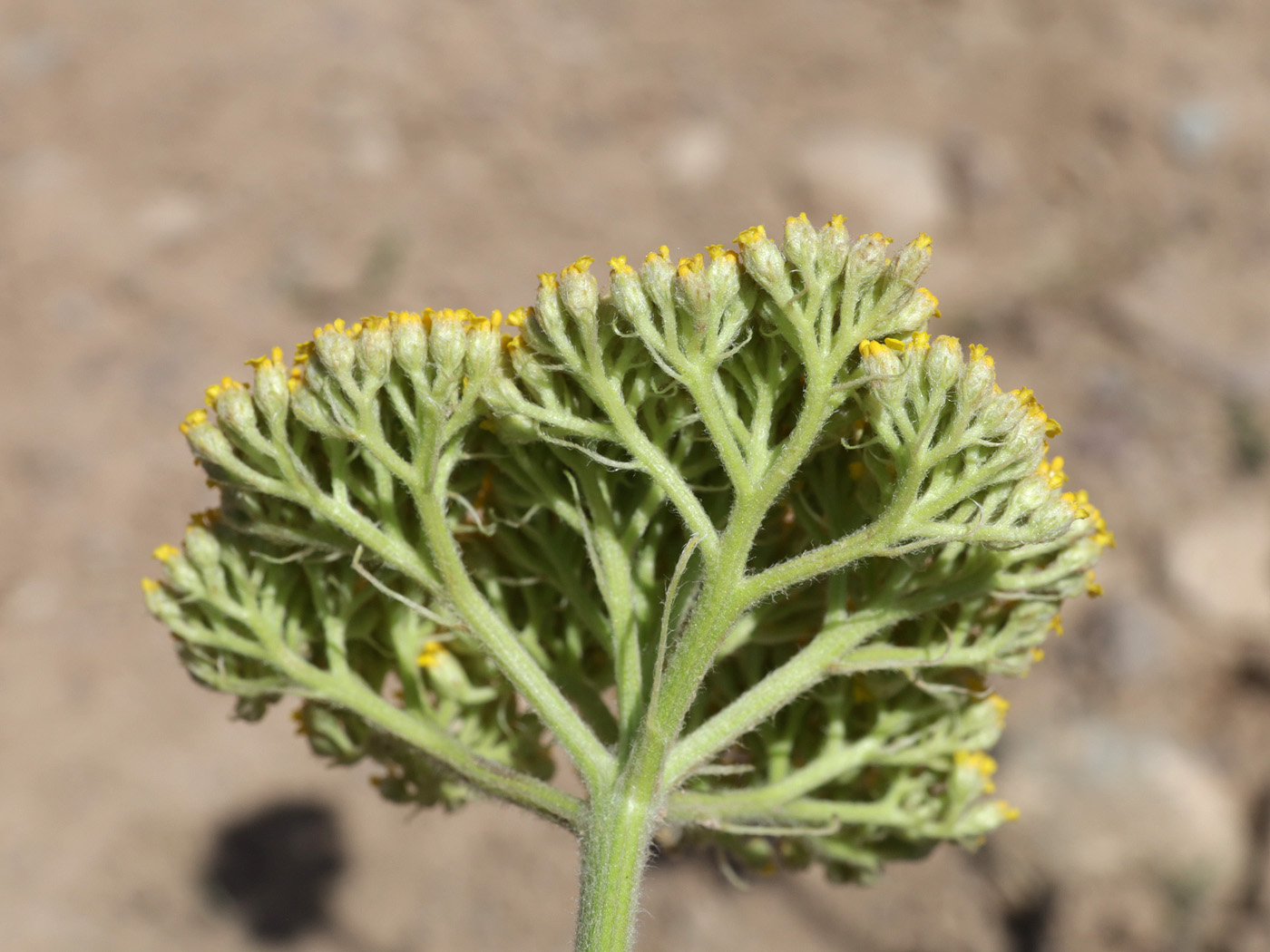Image of Achillea filipendulina specimen.