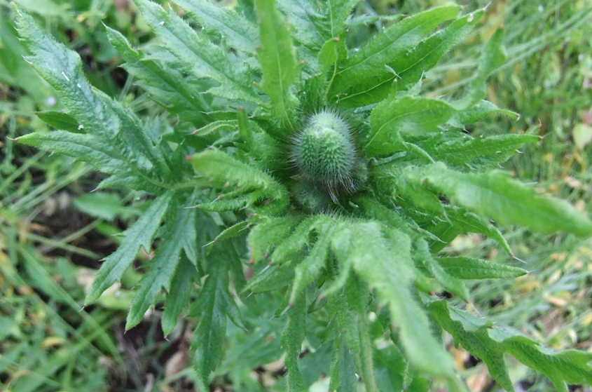 Изображение особи Papaver rhoeas.