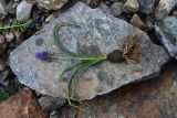 genus Muscari. Цветущее растение, извлечённое из грунта. Турция, ил Артвин, р-н Юсуфели, левый берег р. Бархал-Чайи над порогом, выс. 1800 м н.у.м., скальная полка. 14 июня 2026 г.