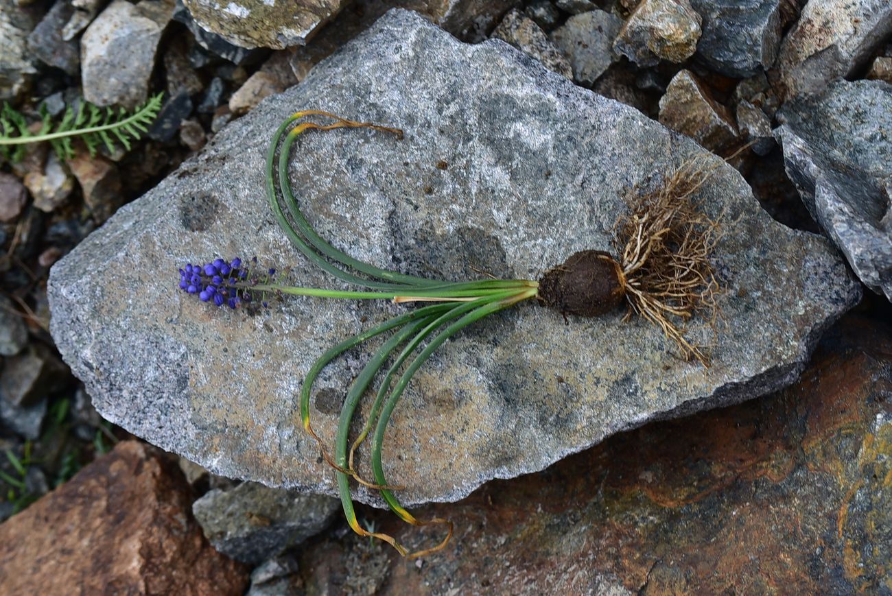 Image of genus Muscari specimen.