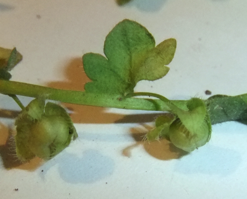 Изображение особи Veronica hederifolia.
