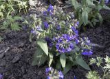 род Pulmonaria
