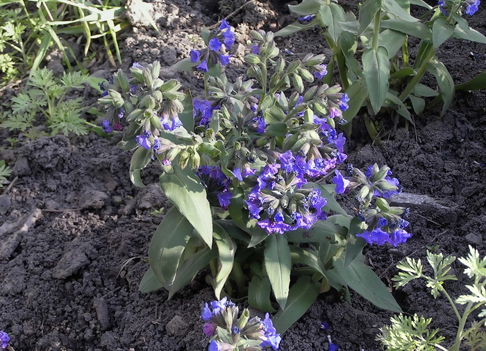 Изображение особи род Pulmonaria.