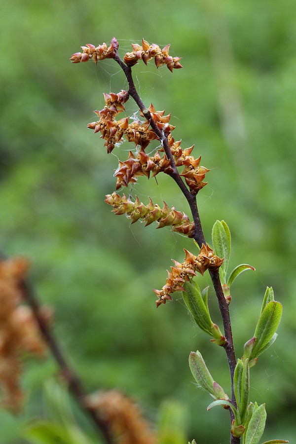Image of Myrica gale specimen.