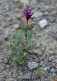 Roemeria hybrida. Цветущее растение. Крым, Южный берег, Кутлакская бухта. 05.05.2011.