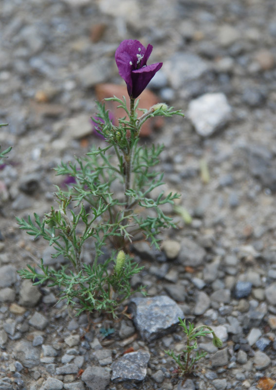 Image of Roemeria hybrida specimen.