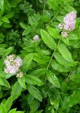 Spiraea salicifolia