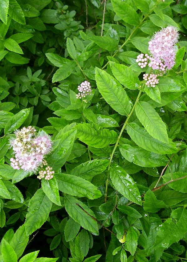 Image of Spiraea salicifolia specimen.