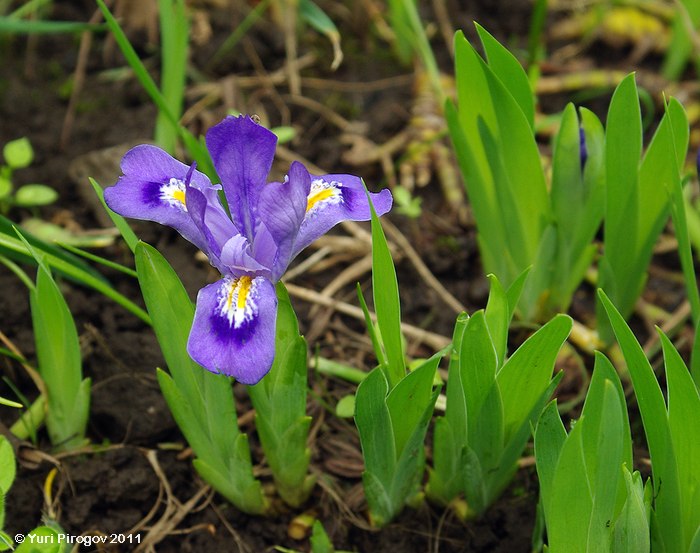 Изображение особи Iris lacustris.