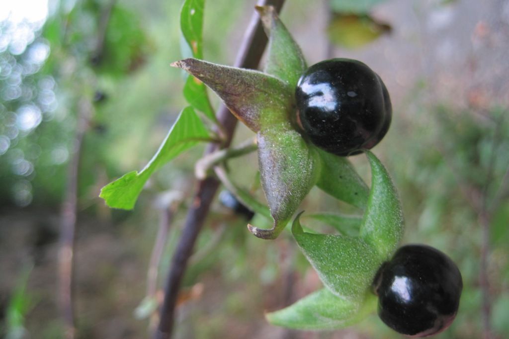 Image of Atropa caucasica specimen.