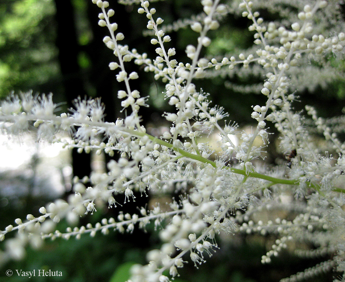 Изображение особи Aruncus sylvestris.