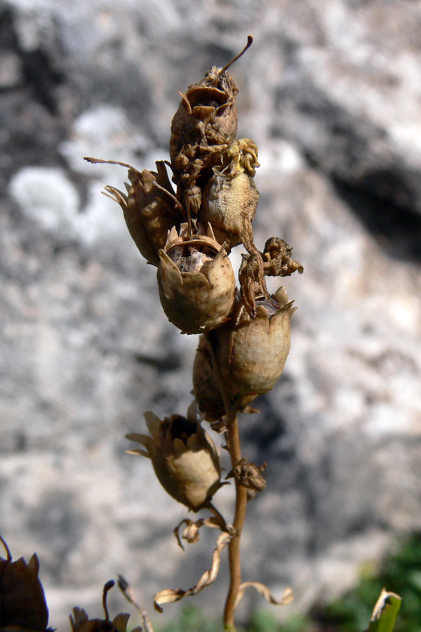 Изображение особи Linaria vulgaris.