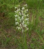 Platanthera bifolia. Соцветия. Московская обл., Раменский р-н, Хрипань, смешанный лес. 17.06.2006.