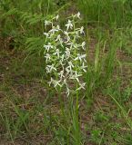 Platanthera bifolia