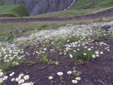 Anthemis iberica