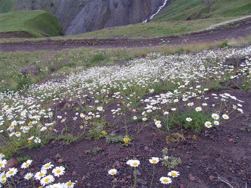 Изображение особи Anthemis iberica.