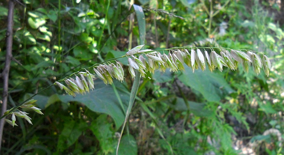 Изображение особи Melica altissima.