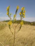 Orthanthella lutea