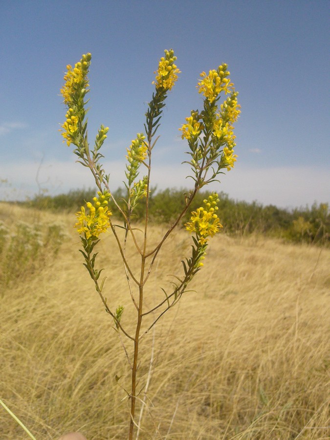 Image of Orthanthella lutea specimen.