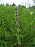 Stachys balansae