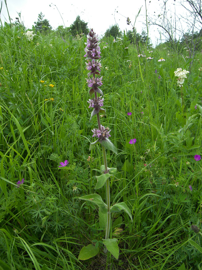 Изображение особи Stachys balansae.