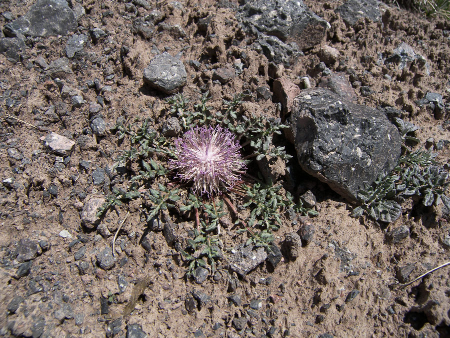 Image of Jurinella subacaulis specimen.