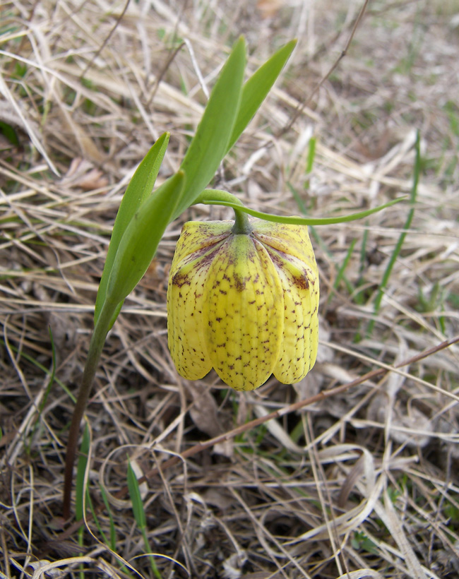 Изображение особи Fritillaria ophioglossifolia.