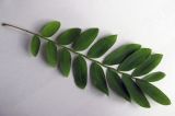 genus Pterocarya