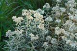 Anaphalis margaritacea. Верхушки растений с соцветиями. Московская обл., Раменский р-н, окр. дер. Хрипань, дачный участок. 26.08.2006.