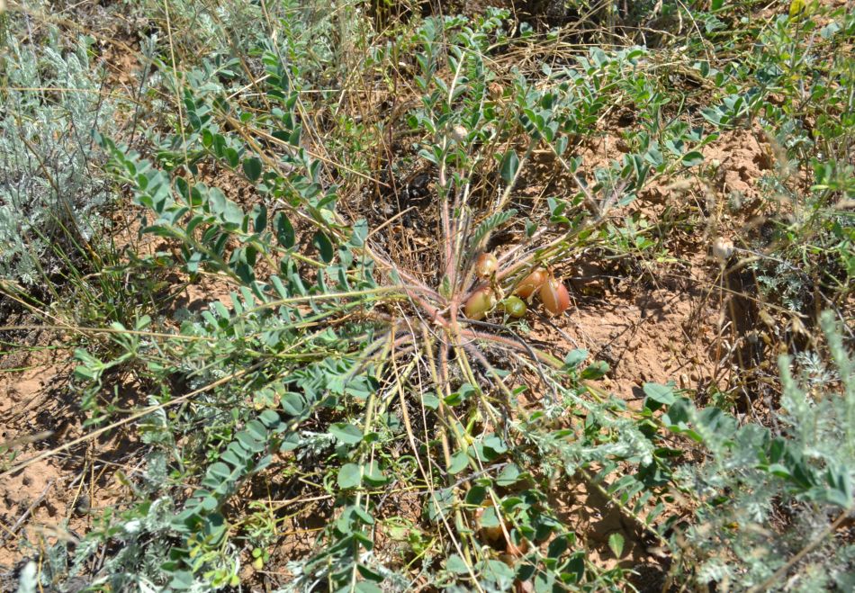 Изображение особи Astragalus longipetalus.
