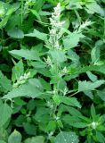 Chenopodium album. Верхняя часть зацветающего растения. Нижегородская обл., Кстовский р-н, пойма р. Кудьма, край пашни. 14.07.2011.