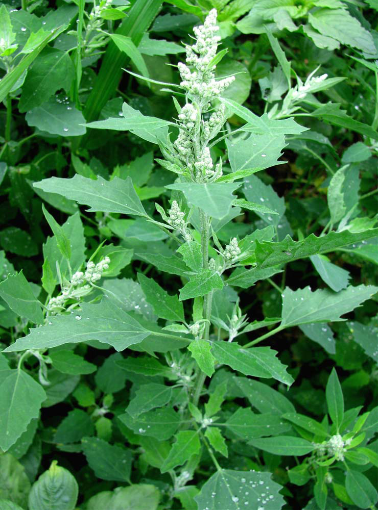 Image of Chenopodium album specimen.