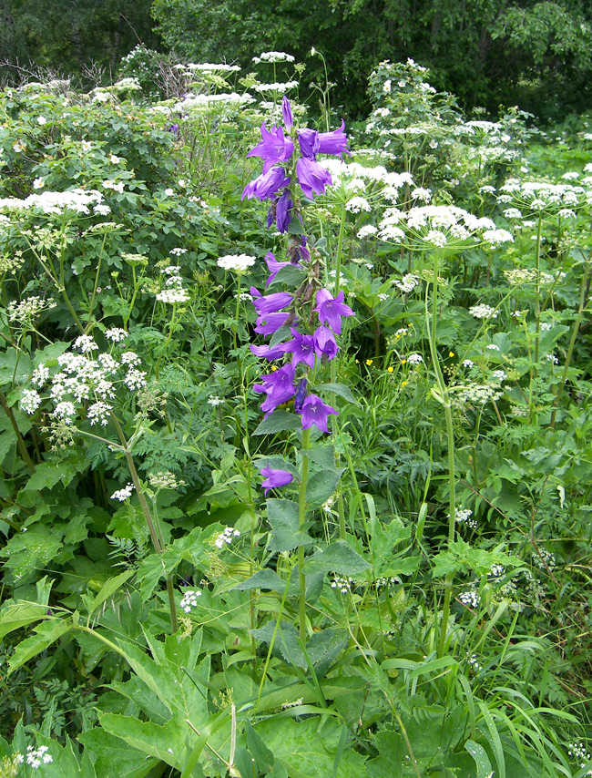 Изображение особи Campanula latifolia.