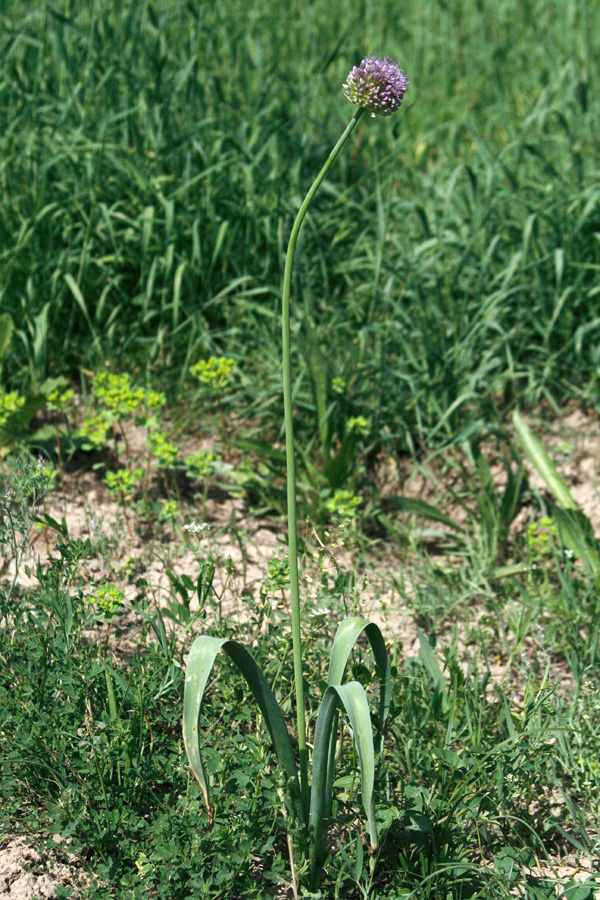 Изображение особи Allium stipitatum.