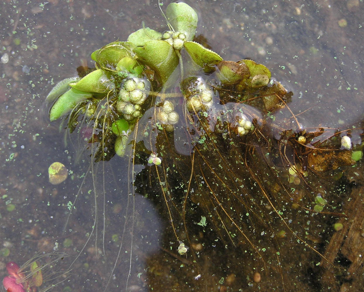 Image of Salvinia natans specimen.