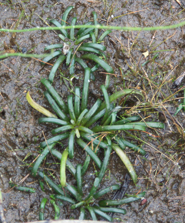 Image of Lobelia dortmanna specimen.